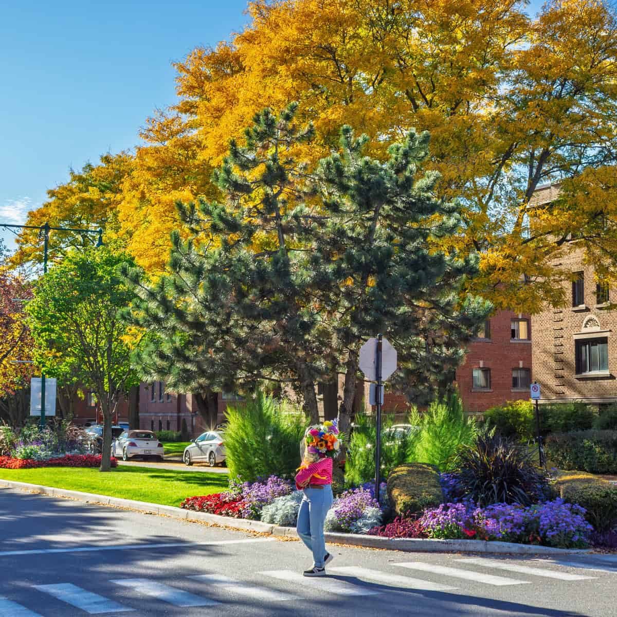 Person carrying a colourful bouquet on a residential street in Town of Mount Royal