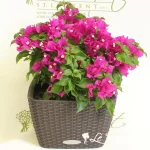 Bougainvillea in Cottage Self-Watering Planter