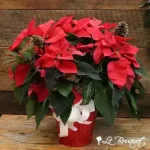 Festive Poinsettia