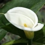 Standard LARGE White (Arum) Calla