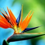 Birds Of Paradise