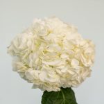 White (Select) Hydrangea by the bunch