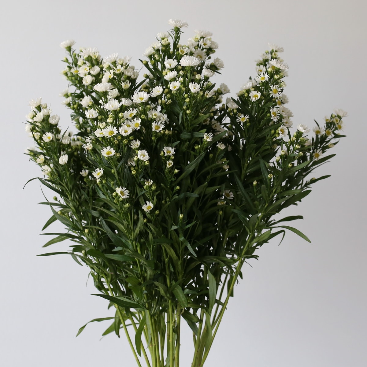White Mini-Asters Bulk DIY Montreal - Le Bouquet