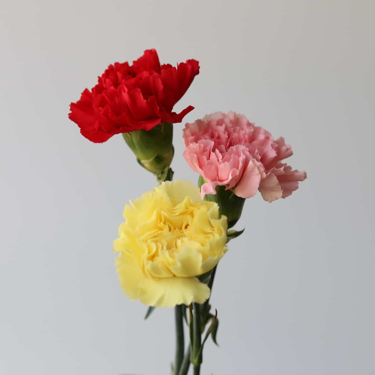 Assorted Carnations (Bulk DIY) (175 stems)