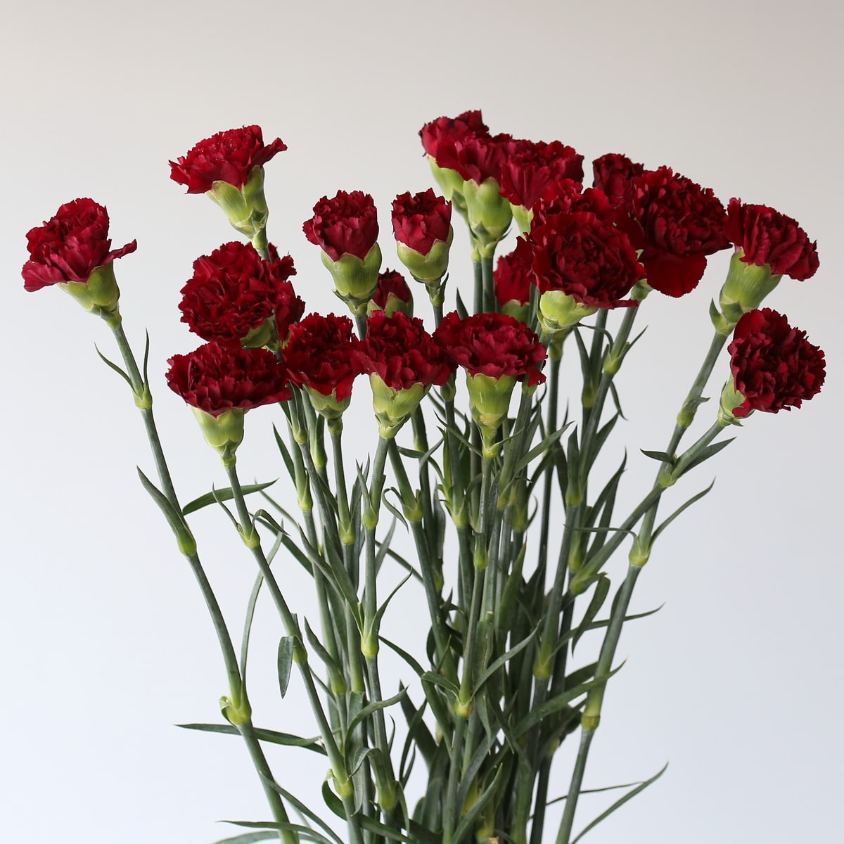 Burgundy Carnations Bulk DIY Le Bouquet