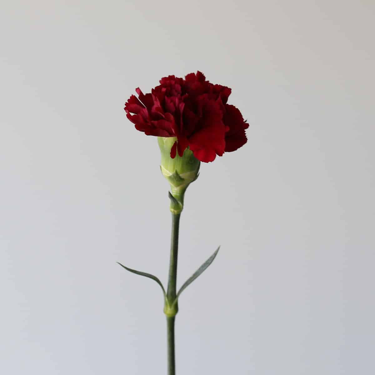 Burgundy Carnations Bulk DIY Le Bouquet