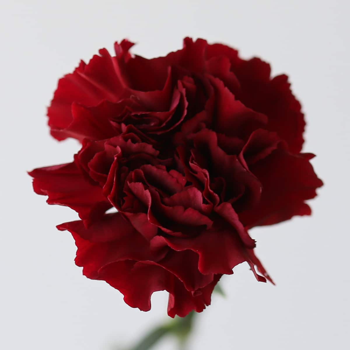 Burgundy Carnations in Bulk for DIY Arrangements in Montreal | Le ...