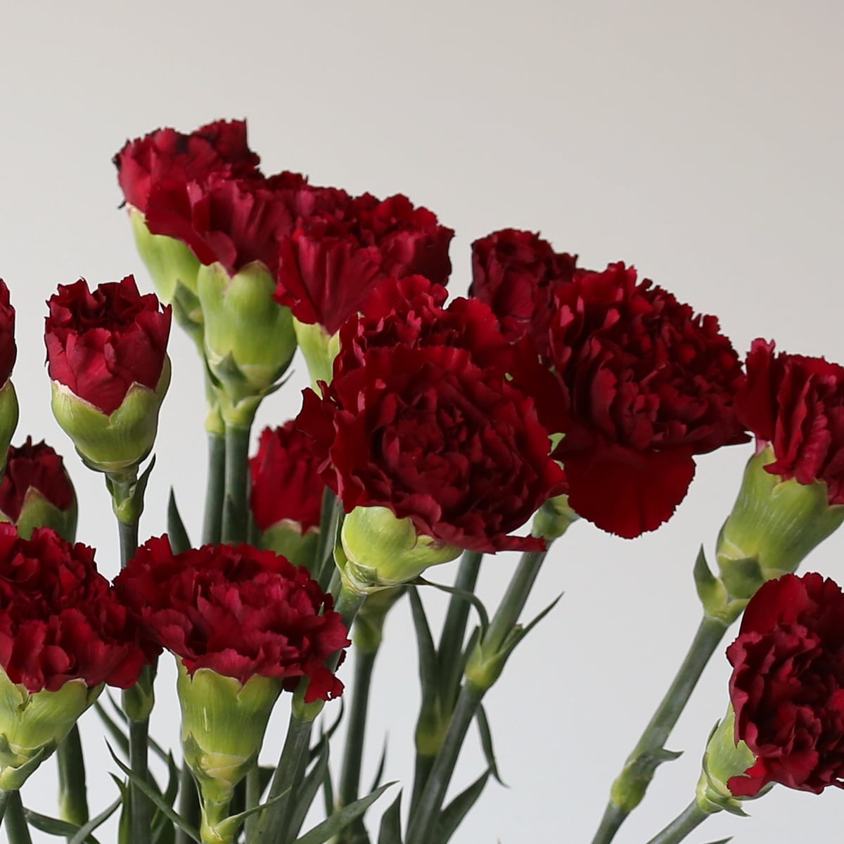 Burgundy Carnations Bulk DIY Le Bouquet