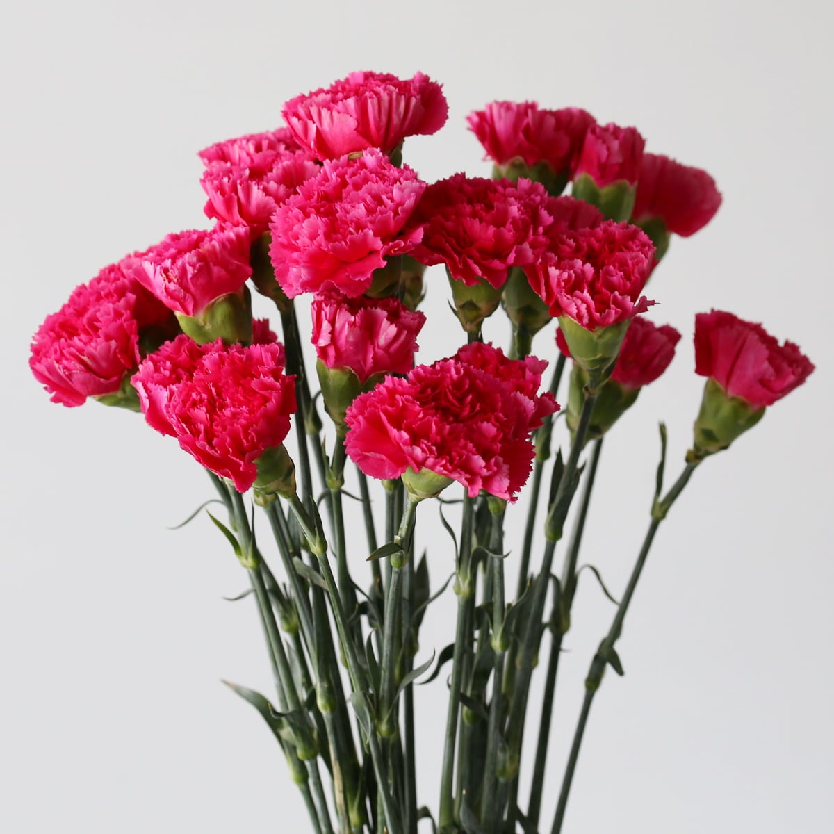 Dark Fuschia Carnations Bulk DIY Le Bouquet