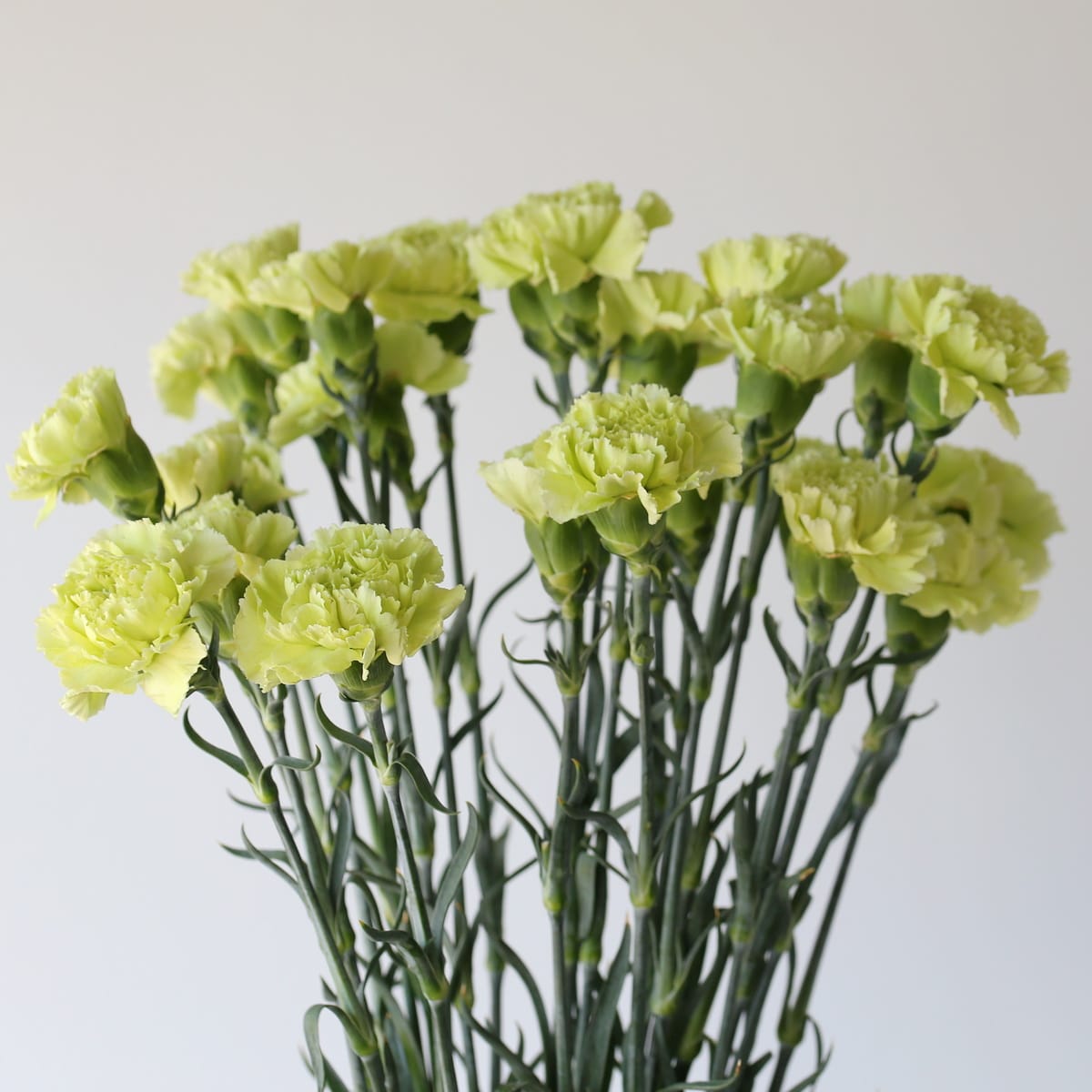 Green Carnations Bulk DIY Le Bouquet