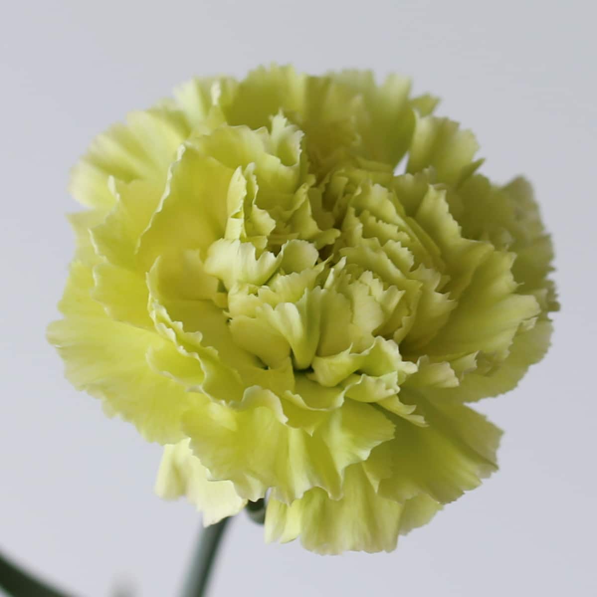 Green Carnations Bulk DIY Le Bouquet