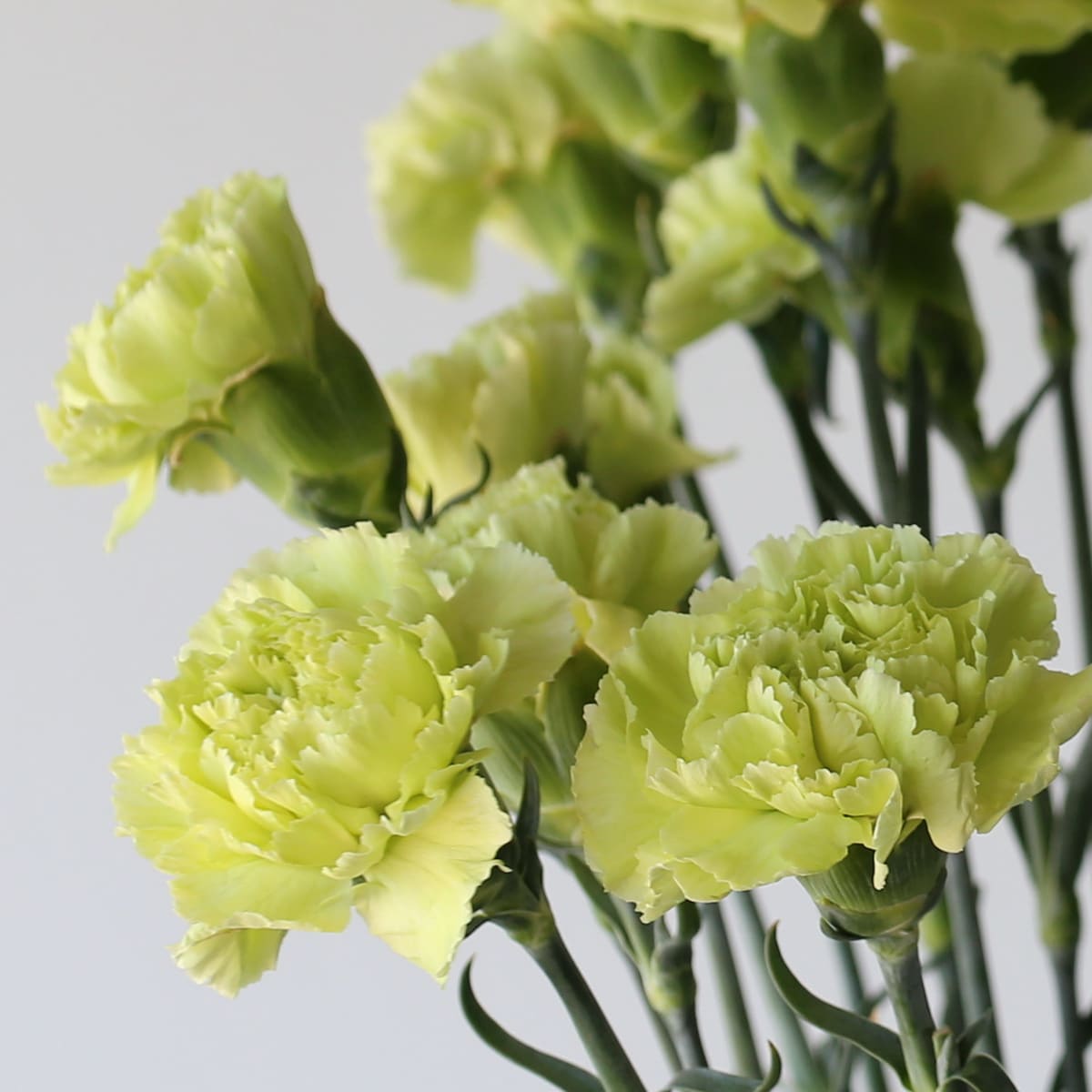 Green Carnations Bulk DIY Le Bouquet