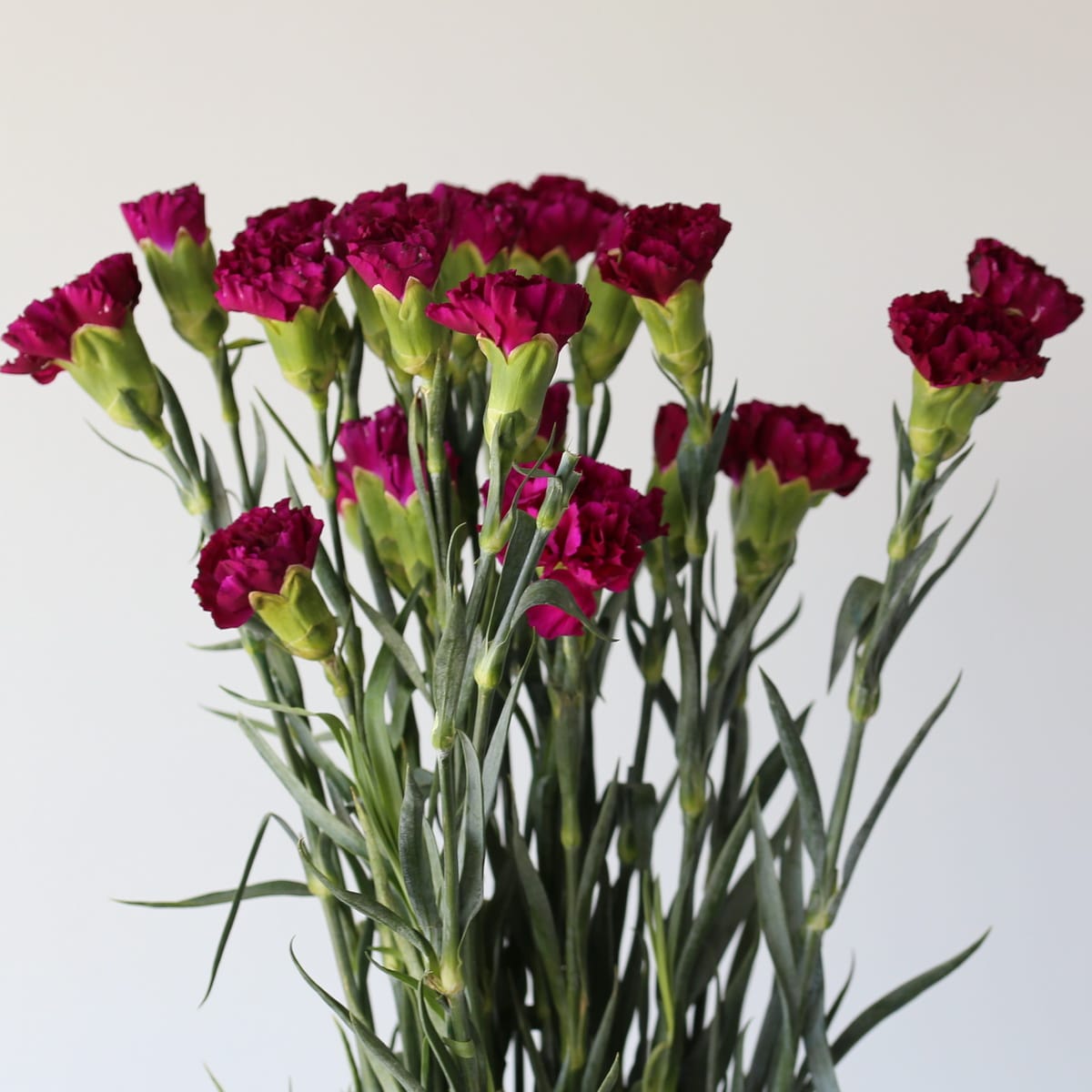 Dark Mauve Carnations Bulk DIY Le Bouquet