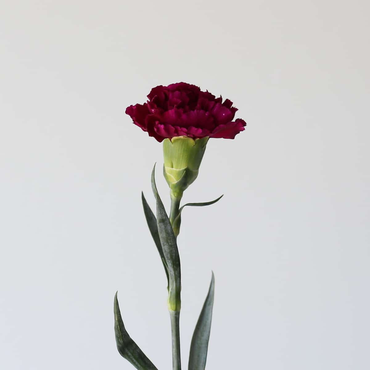 Dark Mauve Carnations Bulk DIY Le Bouquet