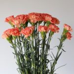 Orange Carnations by the bunch