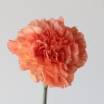 Orange Carnations by the bunch