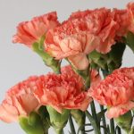 Orange Carnations by the bunch