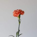 Orange Carnations by the bunch