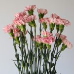 Pink Carnations (Bulk DIY)