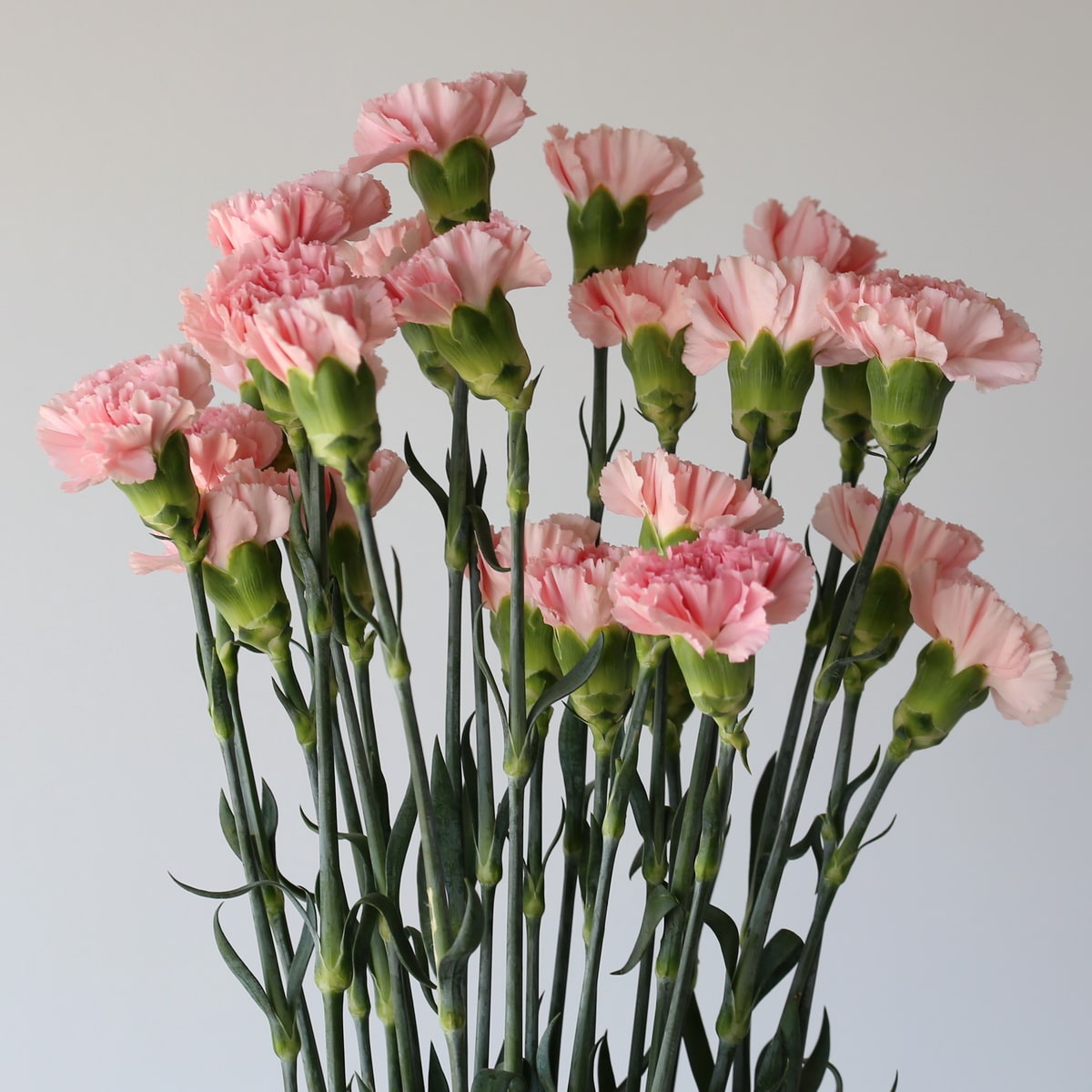 Carnations Pink Bulk DIY Le Bouquet