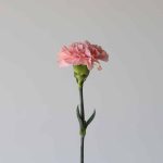 Pink Carnations (Bulk DIY)