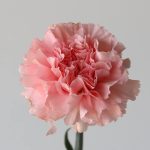 Pink Carnations (Bulk DIY)