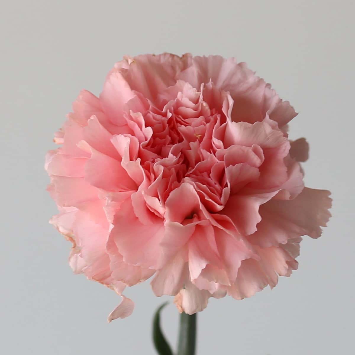 Carnations Pink Bulk DIY Le Bouquet 