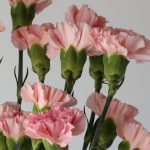 Pink Carnations (Bulk DIY)