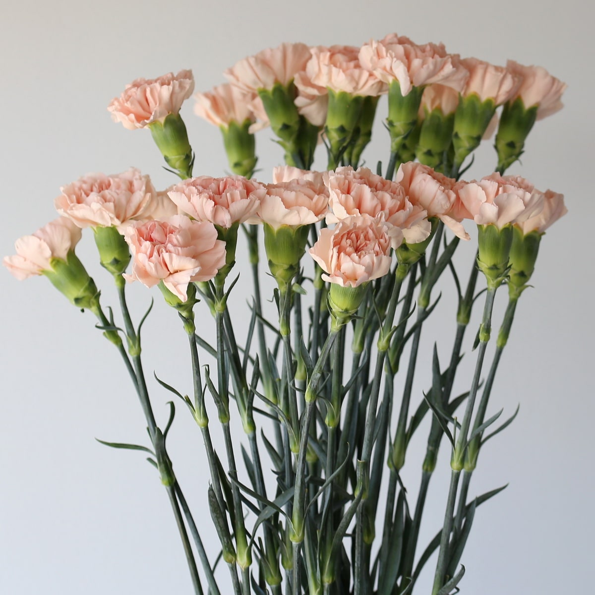 Carnations peach Bulk DIY Le Bouquet