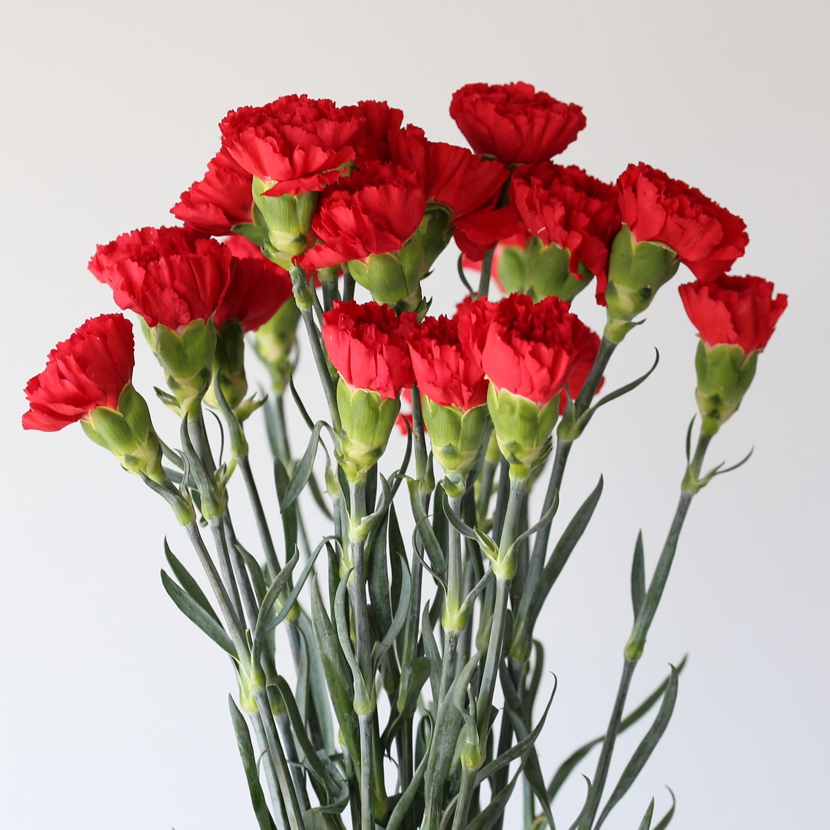 Carnations Red Bulk DIY Le Bouquet