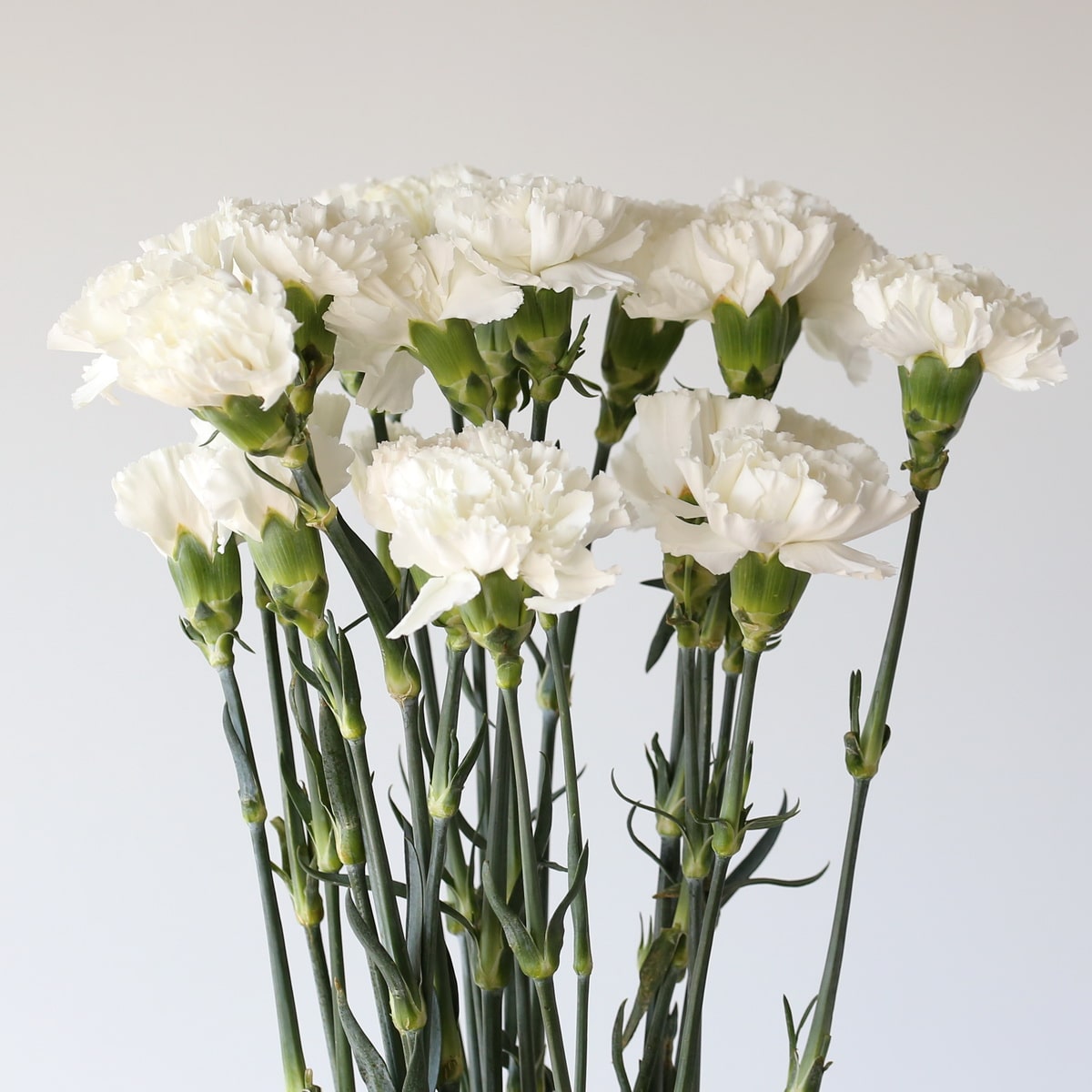 Carnations White Bulk DIY Le Bouquet