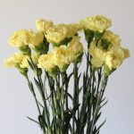 Yellow Carnations by the bunch