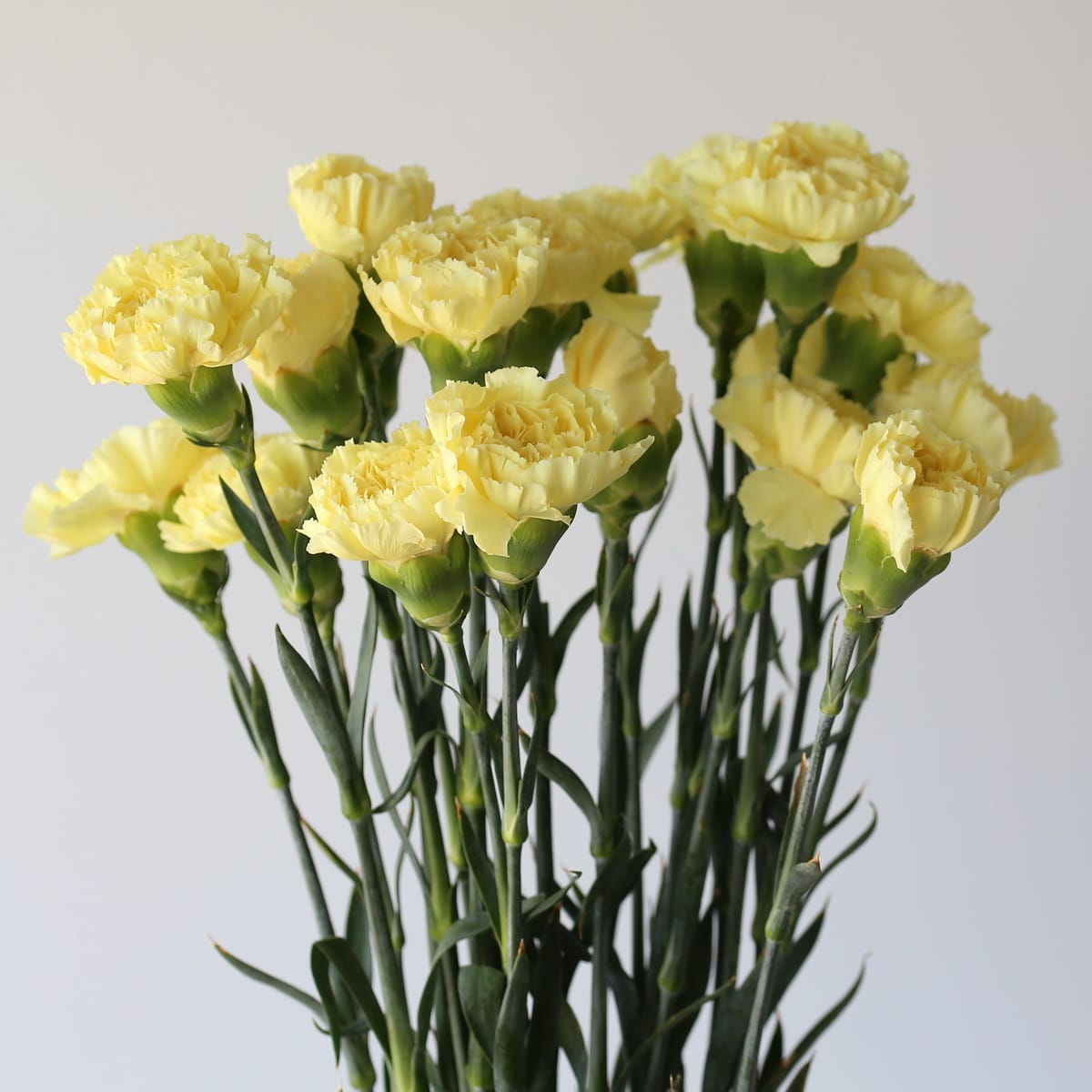 Carnations Yellow Bulk DIY Le Bouquet