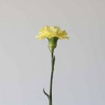 Yellow Carnations by the bunch