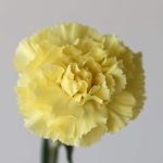 Yellow Carnations by the bunch