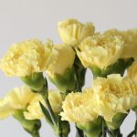 Yellow Carnations by the bunch