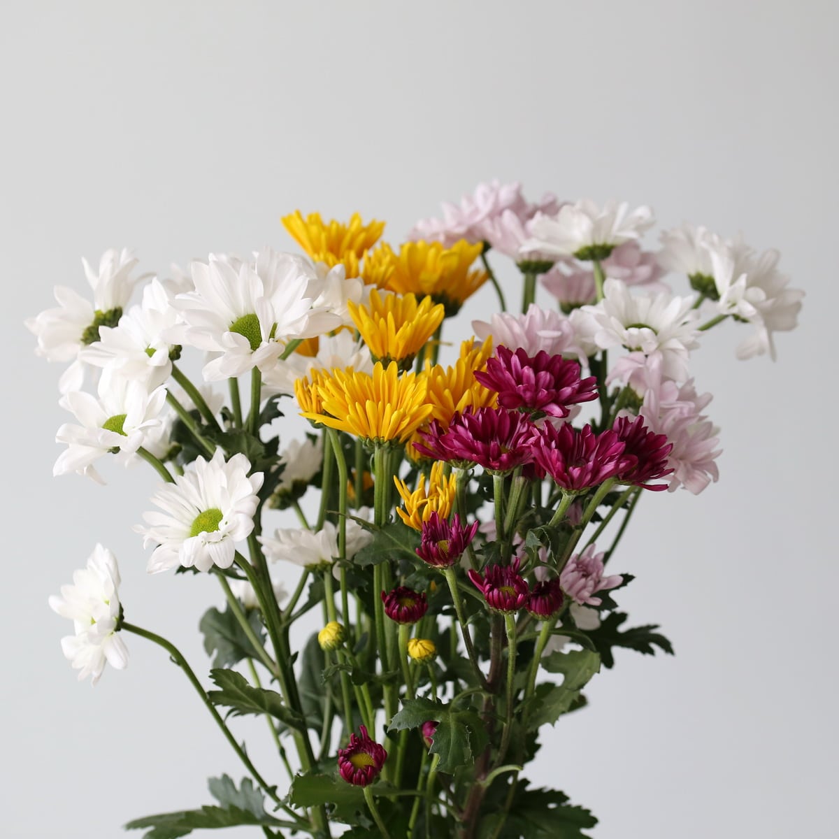 Daisies assorted Bulk DIY Montreal - Le Bouquet