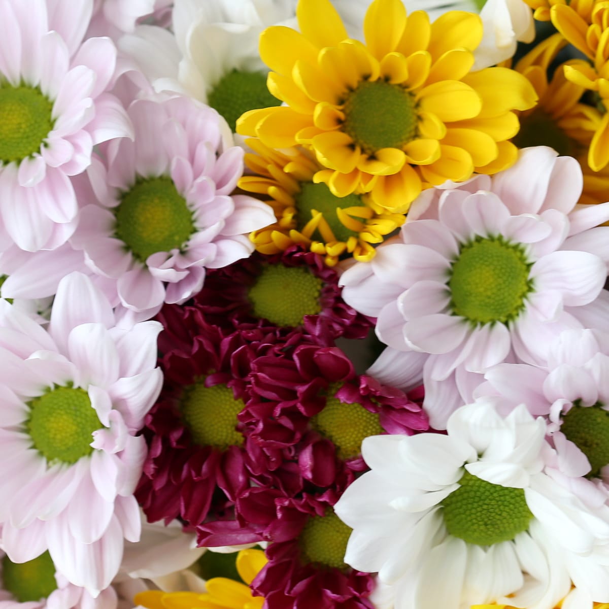 Daisies assorted Bulk DIY Montreal - Le Bouquet