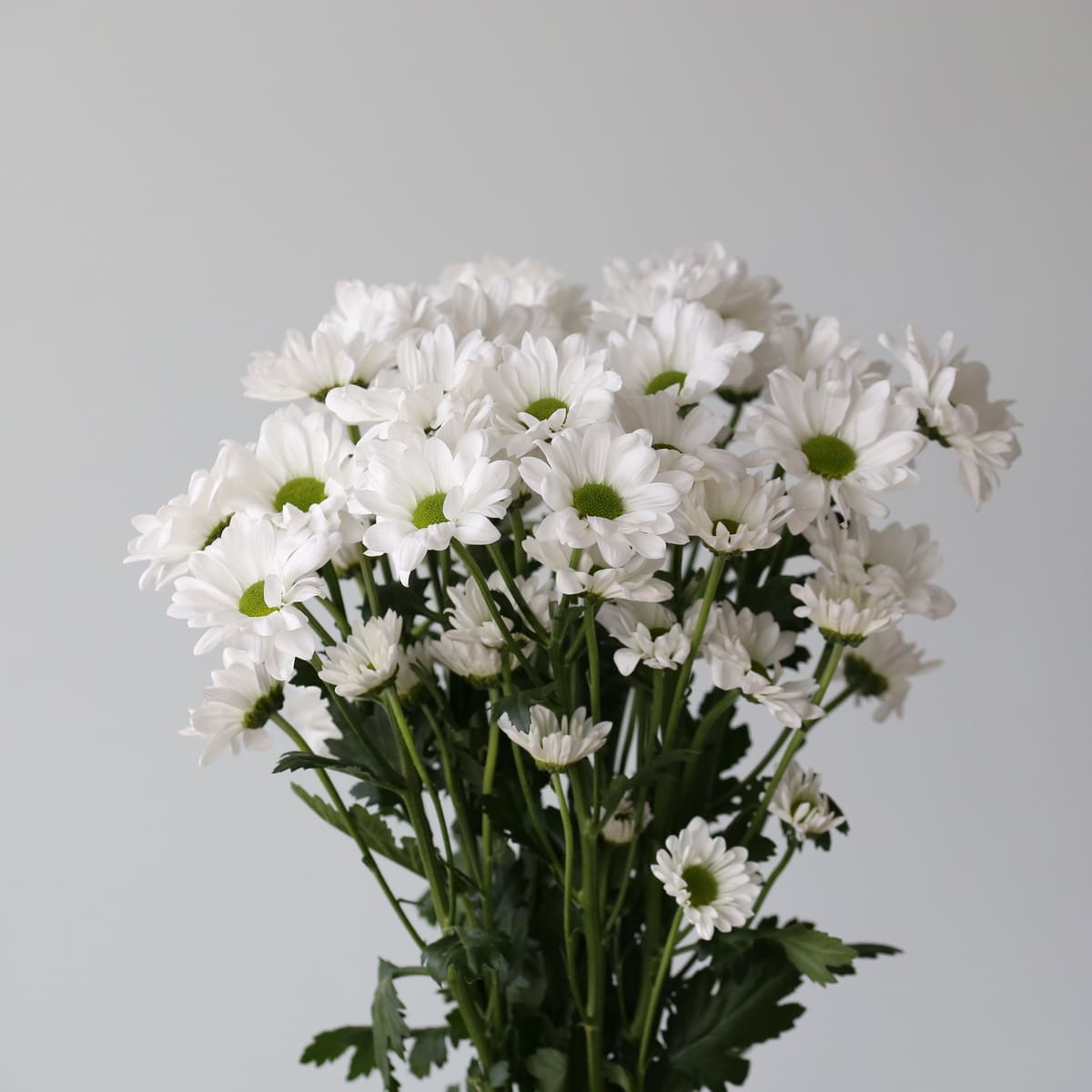 Daisies white Bulk DIY Montreal - Le Bouquet