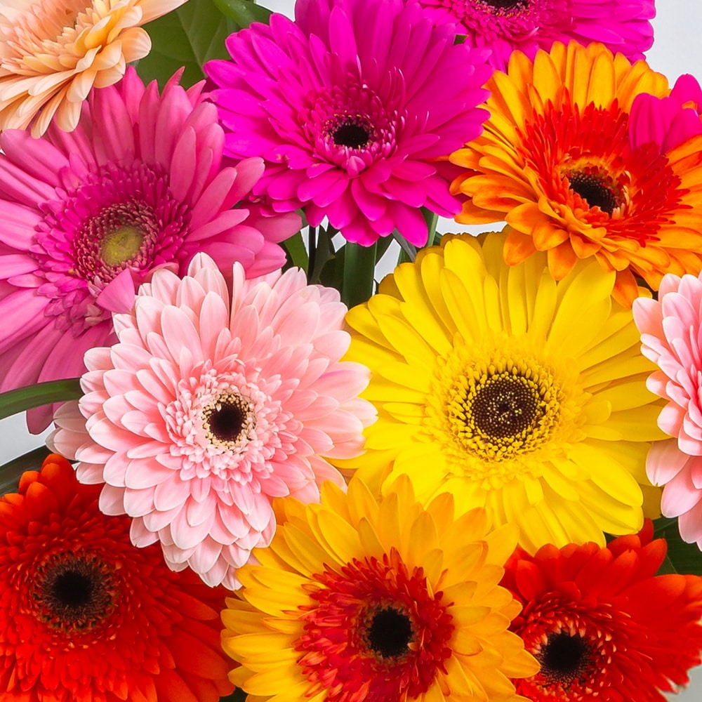 Standard Gerbera