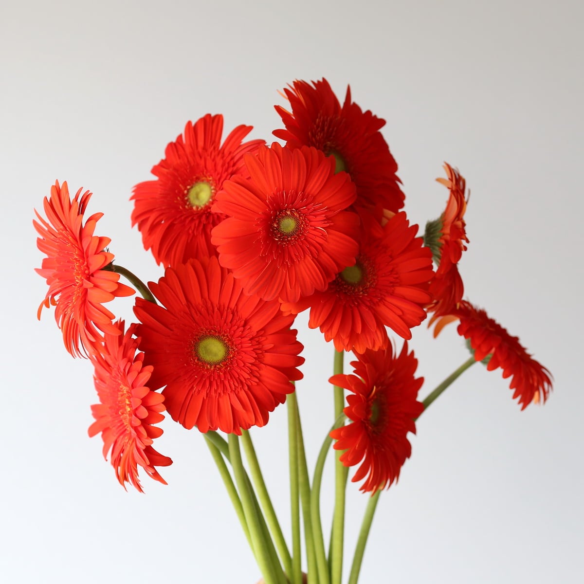 Dark orange gerbera Atlanta  flower in bulk Le Bouquet