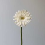 Gerbera Balance (Bulk DIY)