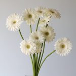 Gerbera Balance (Bulk DIY)