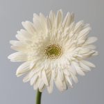 Gerbera Balance (Bulk DIY)