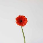 Gerbera Candela (Bulk DIY)