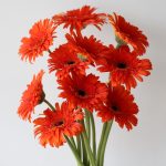 Gerbera Candela (Bulk DIY)