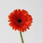 Gerbera Candela (Bulk DIY)