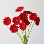 Gerbera Carambole (Bulk DIY)