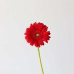 Gerbera Carambole (Bulk DIY)