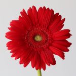 Gerbera Carambole (Bulk DIY)